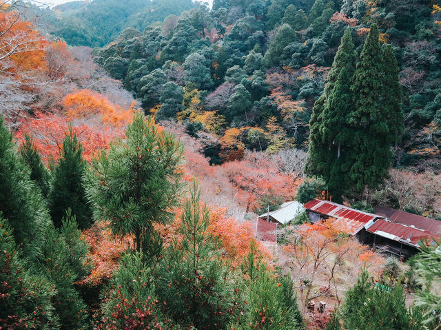  Jingo-ji 