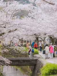 📍 This is what Kyoto will look like in a few months 