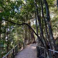 擁有世上最斜的纜車 - 藍山國家公園（Blue Mountains National Park）