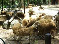 วันชิล ๆ กับเหล่าสัตว์น่ารัก ที่สวนสัตว์เชียงใหม่ 