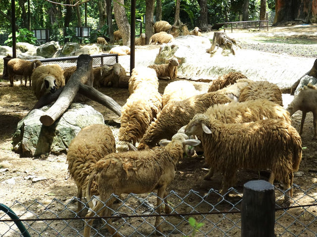 วันชิล ๆ กับเหล่าสัตว์น่ารัก ที่สวนสัตว์เชียงใหม่ 