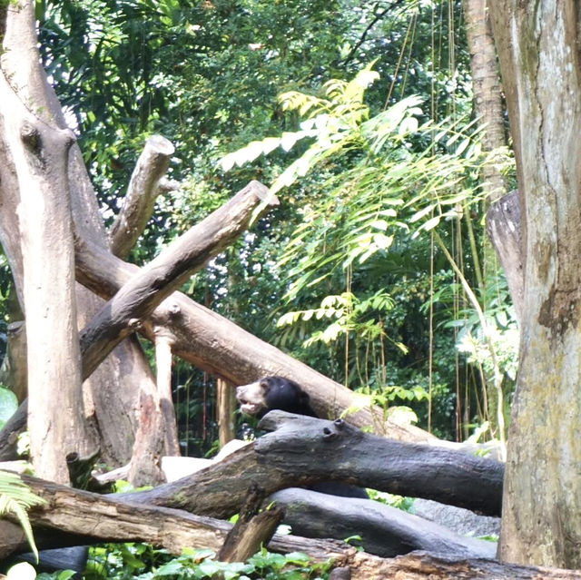 A Safari in the City: Majestic Creatures and Lush Landscapes at Singapore Zoo