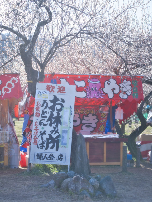 【埼玉】関東三大梅林‼️SLに乗って梅林の中を回れる⁉️ 