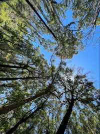 Boranup Forest Viewpoint