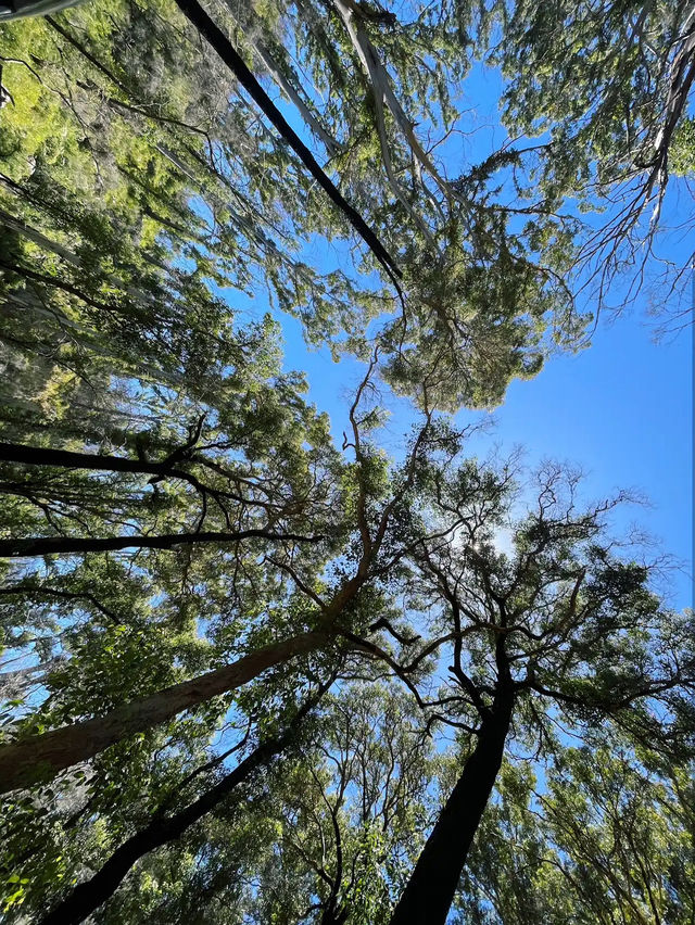 Boranup Forest Viewpoint
