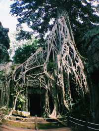 Nature’s Masterpiece at Ta Prohm