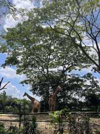 Singapore Zoo: A Wildlife Adventure in the Heart of Nature