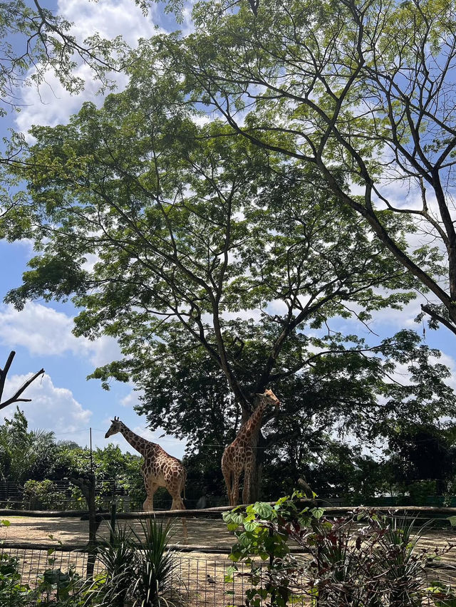 Singapore Zoo: A Wildlife Adventure in the Heart of Nature