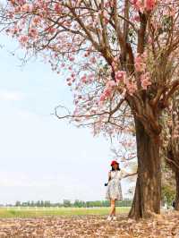 ชมดอกชมพูพันธุ์ทิพย์ ม. เกษตร กำแพงแสน นครปฐม