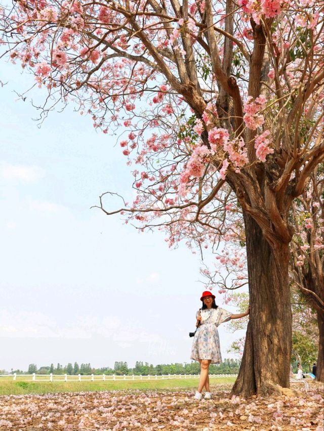 ชมดอกชมพูพันธุ์ทิพย์ ม. เกษตร กำแพงแสน นครปฐม