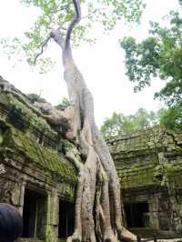 The Mystical Allure of Ta Prohm – A Journey Through Time