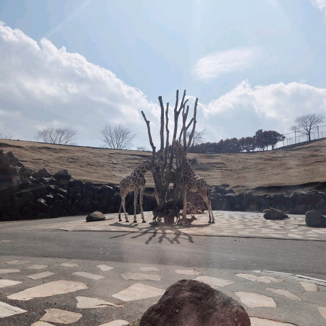 일본 벳푸 필수 여행지 '아프리칸 사파리'