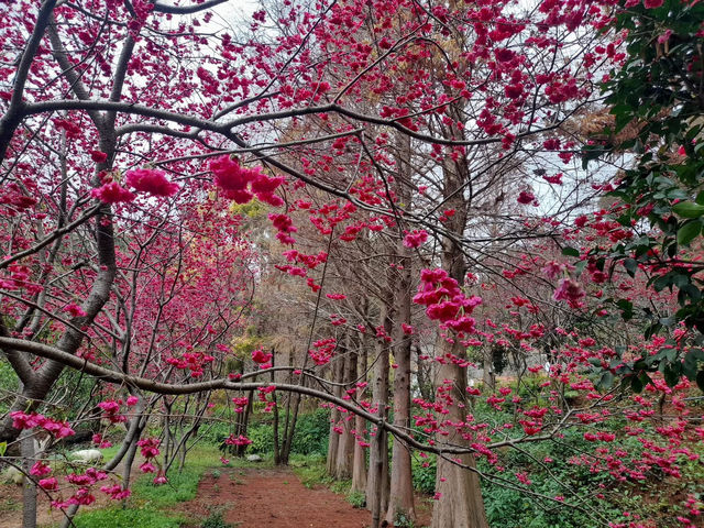 橘祥合院《古典三合院 櫻花盛開滿山紅》