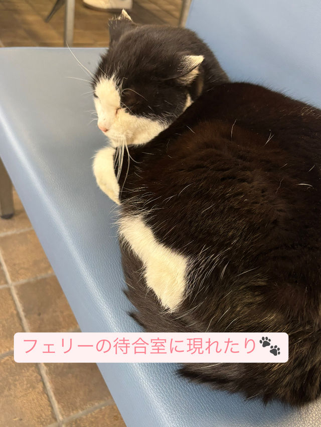 【福岡 相島】世界6大猫スポットで猫と触れ合う！