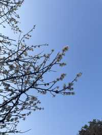 釜山的春天：在Suyeong Folklore Conversion Association欣賞白櫻花 🌸📸