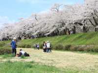 ซากุระบานริมสายน้ำ ที่ Hinokinai River, Kakunodate