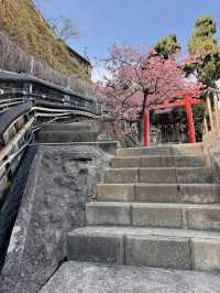 【熱海】超穴場スポット!!源泉を護る神社・走湯神社