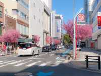 ต้นซากุระ @Sakae Street, Nagoya