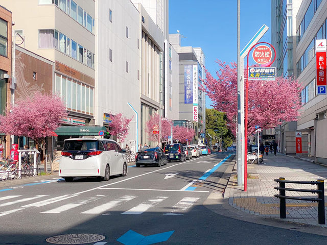 ต้นซากุระ @Sakae Street, Nagoya
