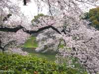 【東京】都内随一の桜の名所！旧江戸城お濠の「千鳥ヶ淵」