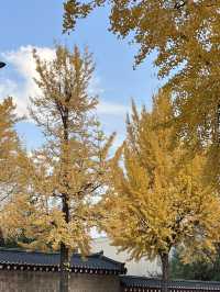 Golden Leaves & Chilly Breeze: Fall in Korea