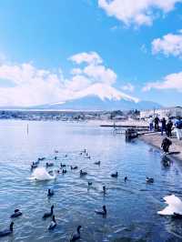 ［東京旅遊］山中湖-我最愛的富士山周圍景點🦢如果山中湖跟河口湖只能擇一的話，個人非常推薦山中湖喔🩵！