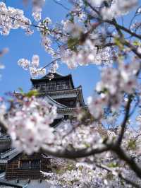 【広島】行かなきゃ損‼️桜と城のコラボが美しすぎ✨
