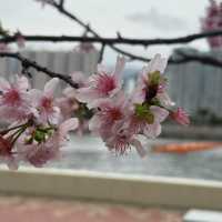 粉紅花海：石門安景街公園的櫻花盛景