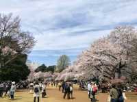 新宿御苑賞櫻去，東京最熱門的賞櫻景點