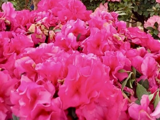 賞花及花伴野餐初體驗在大安森林公園