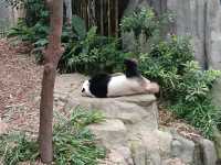 シンガポール動物園攻略！！
