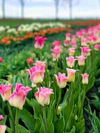 Keukenhof Gardens, literally a paradise for anthophiles & photography buffs! 