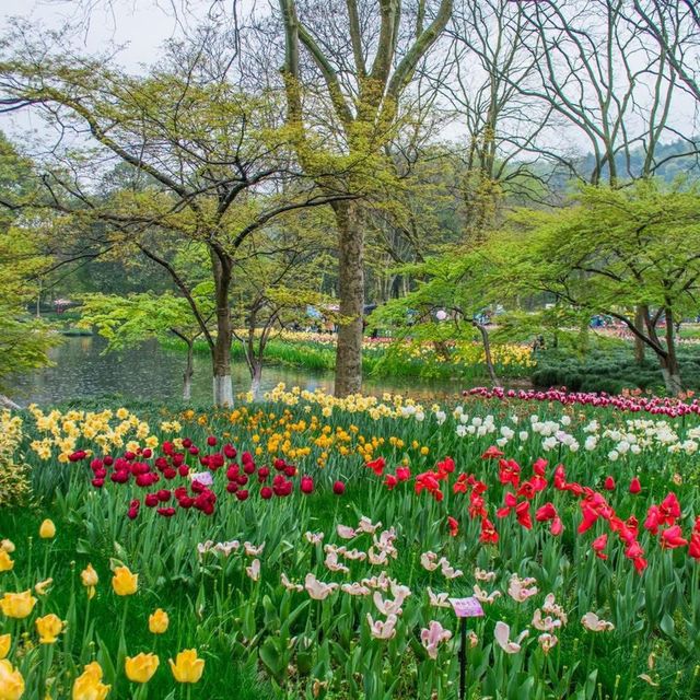  สวนทิวลิปที่สวยเหมือนภาพวาดติดริมลำธารน้ำใส