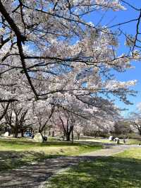 【宮城×春旅】 桜、チューリップ、雪山、青空のの絶景スポット