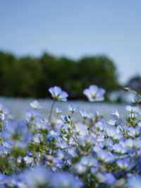 【埼玉×森林公園】  ネモフィラ ポピーなどの花畑の絶景スポット