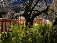 【京都】平野神社の夜桜