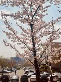 Campus in Bloom: Chungnam National University's Delightful Spring Cherry Blossoms 