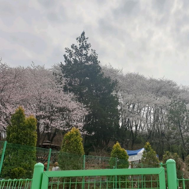 벚꽃 보러 가기 좋은 대전 야외데이트 장소 추천