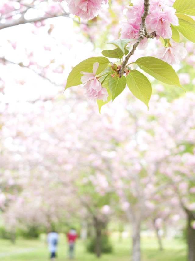 【岐阜×木曽三川公園】園内に咲き乱れる八重桜が素晴らしい