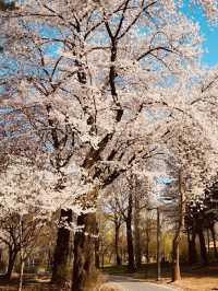 Finding Spring's Quiet Corners: Relaxation in Maeheon's Natural Haven 