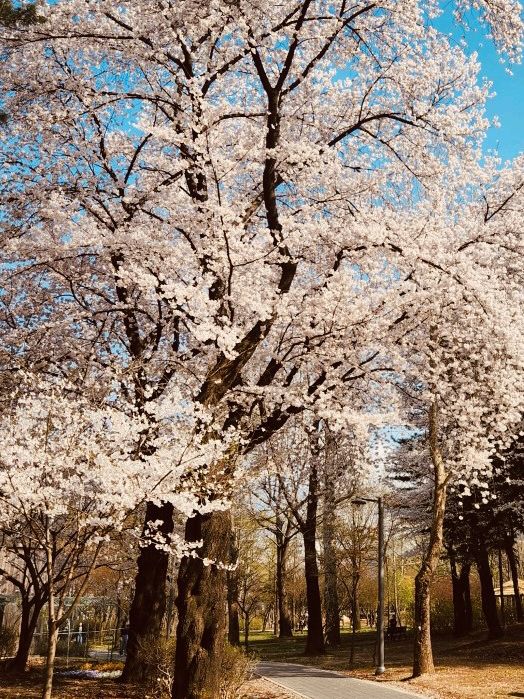 Finding Spring's Quiet Corners: Relaxation in Maeheon's Natural Haven 