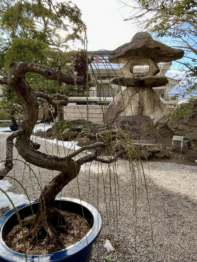 Early Spring at Keiunkan🌸