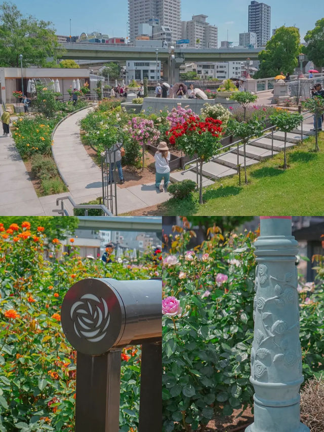 สวนกุหลาบกลางเมือง เข้าฟรี! ที่โอซาก้า🌹