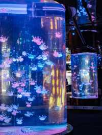 Grandview Aquarium – A Suburban Ocean Wonderland