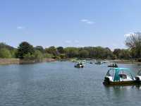 【昭和記念公園】定番の公園の桜はやはり素晴らしく感動❗️