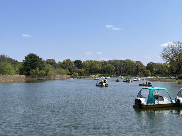 【昭和記念公園】定番の公園の桜はやはり素晴らしく感動❗️