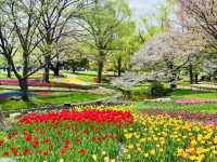 【昭和記念公園】定番の公園の桜はやはり素晴らしく感動❗️