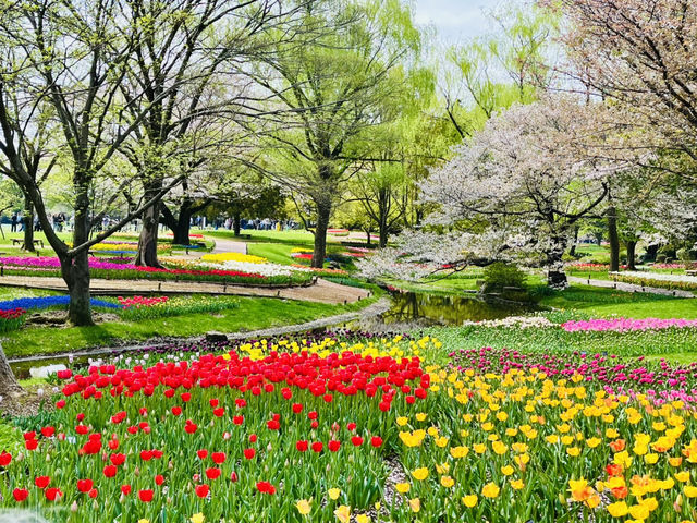 【昭和記念公園】定番の公園の桜はやはり素晴らしく感動❗️