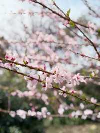 Cherry blossoms at seogwipo