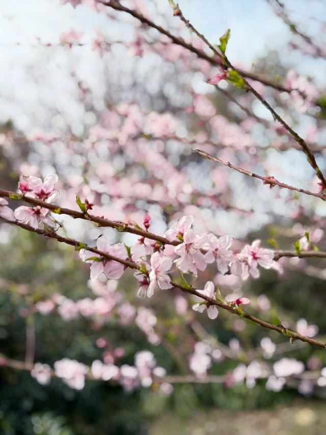 Cherry blossoms at seogwipo